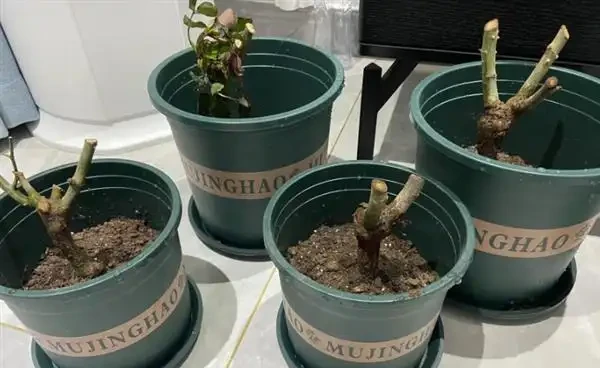 玫瑰樁不發芽怎麼辦?提高玫瑰插枝成活率的方法