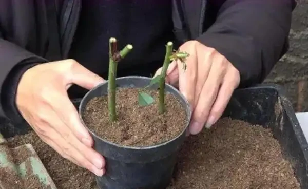 玫瑰樁不發芽怎麼辦?提高玫瑰插枝成活率的方法