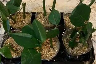 玫瑰樁不發芽怎麼辦？提高玫瑰插枝成活率的方法