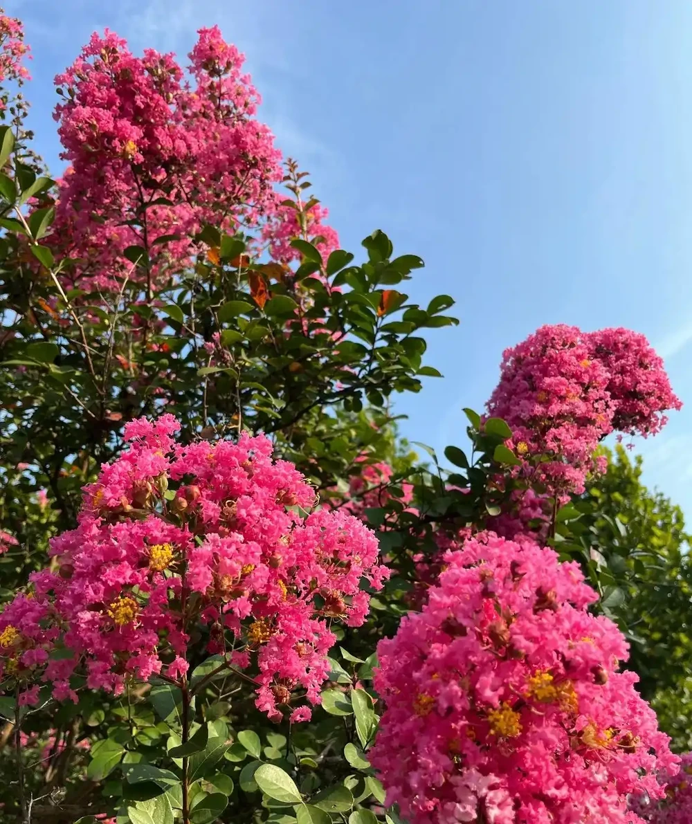 在這盛夏肆意開放