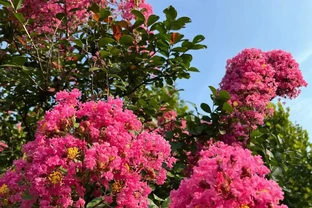 小葉玫瑰紅百日紅～在這盛夏肆意開放，是對大自然傾情奉獻的回饋