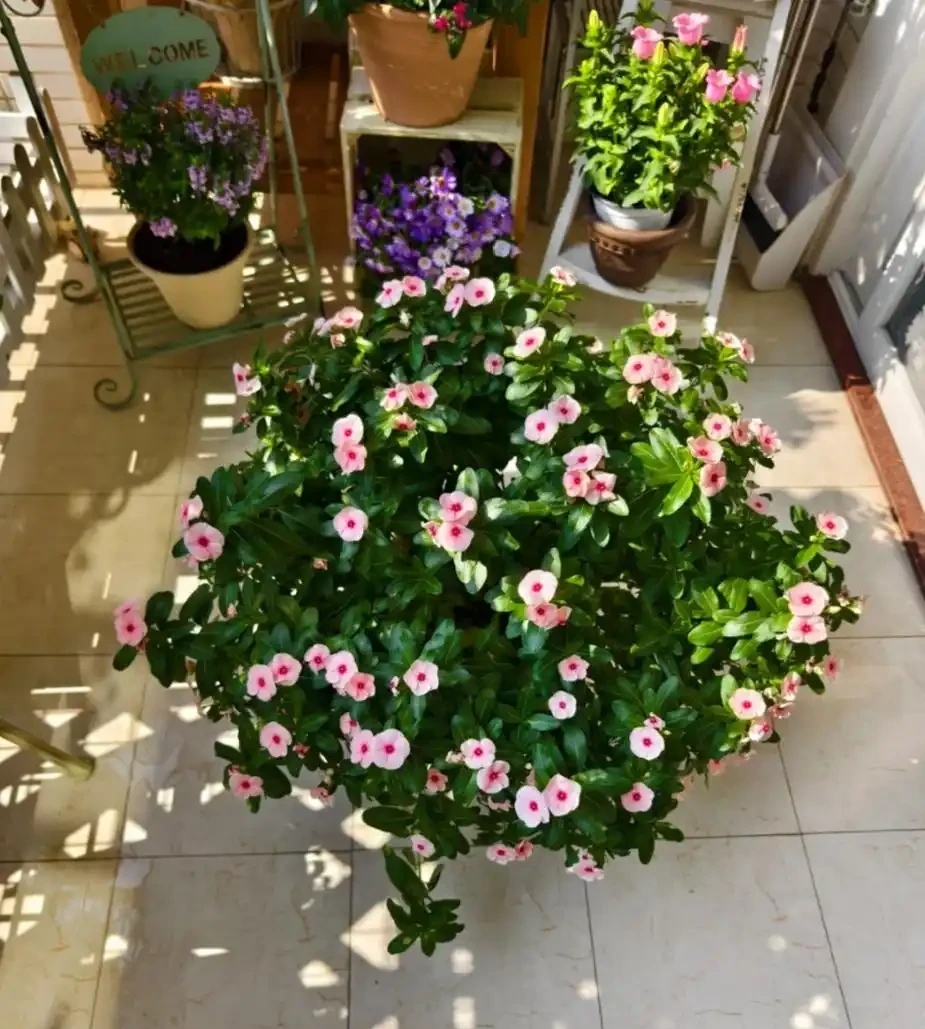 適合新手養的8種花,好看又好養,天天有花看!