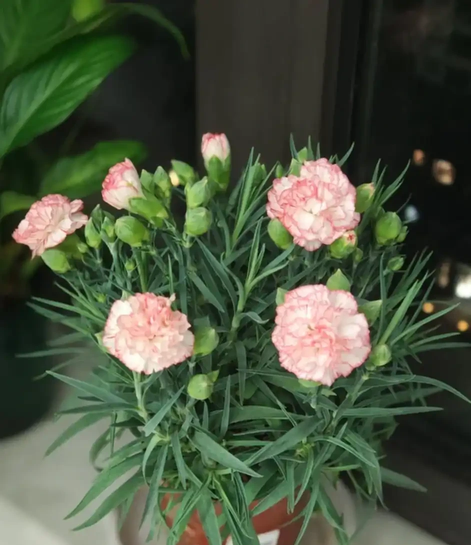 適合新手養的8種花,好看又好養,天天有花看!