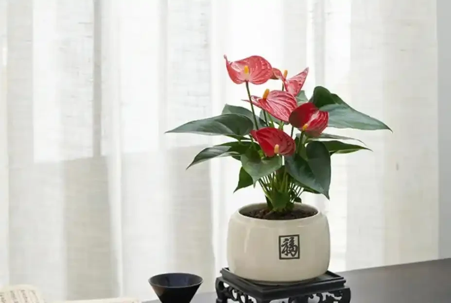 適合新手養的8種花,好看又好養,天天有花看!