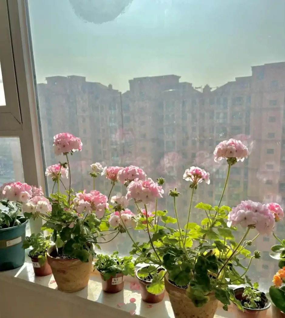 適合新手養的8種花,好看又好養,天天有花看!