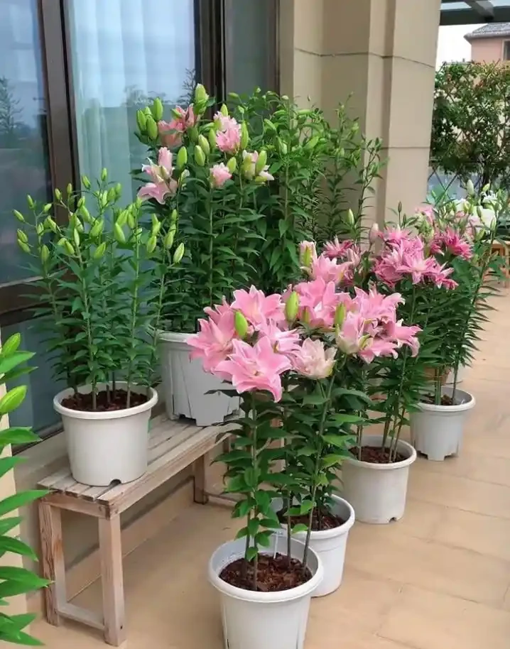 適合新手養的8種花,好看又好養,天天有花看!