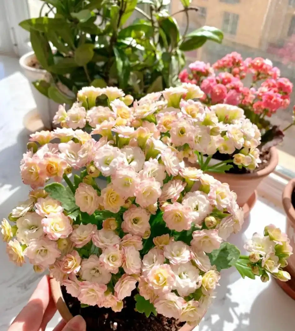 適合新手養的8種花,好看又好養,天天有花看!