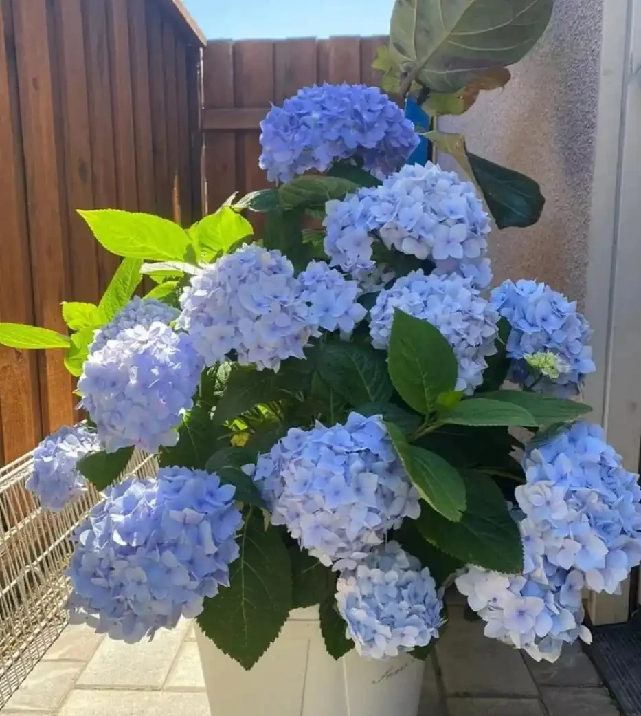 適合新手養的8種花,好看又好養,天天有花看!