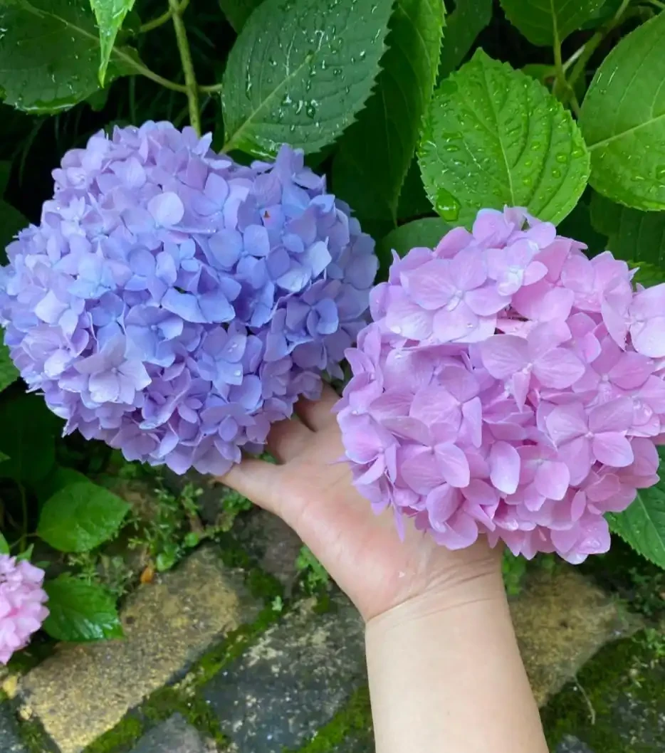 適合新手養的8種花，好看又好養，天天有花看！