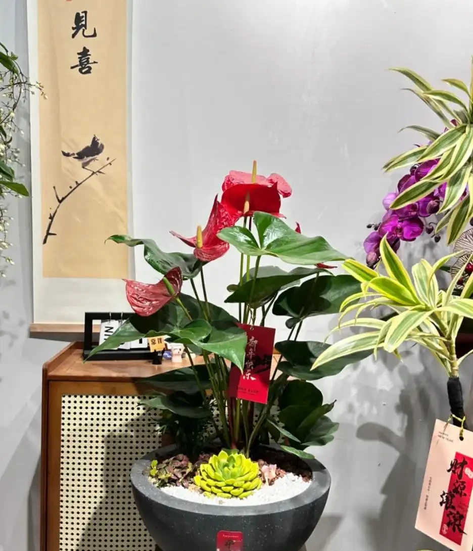 適合新手養的8種花,好看又好養,天天有花看!