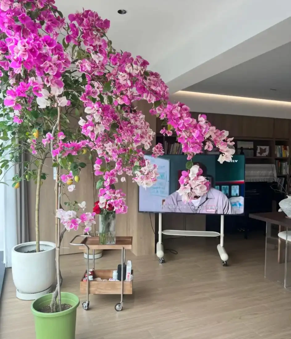 適合新手養的8種花,好看又好養,天天有花看!