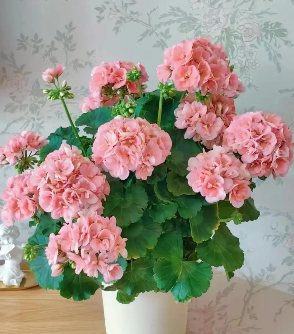適合新手養的8種花,好看又好養,天天有花看!