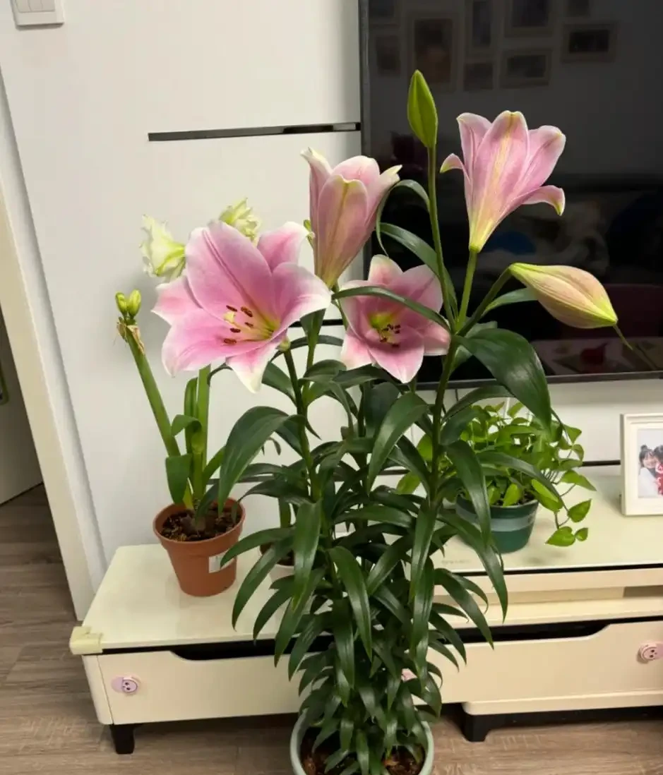 適合新手養的8種花,好看又好養,天天有花看!