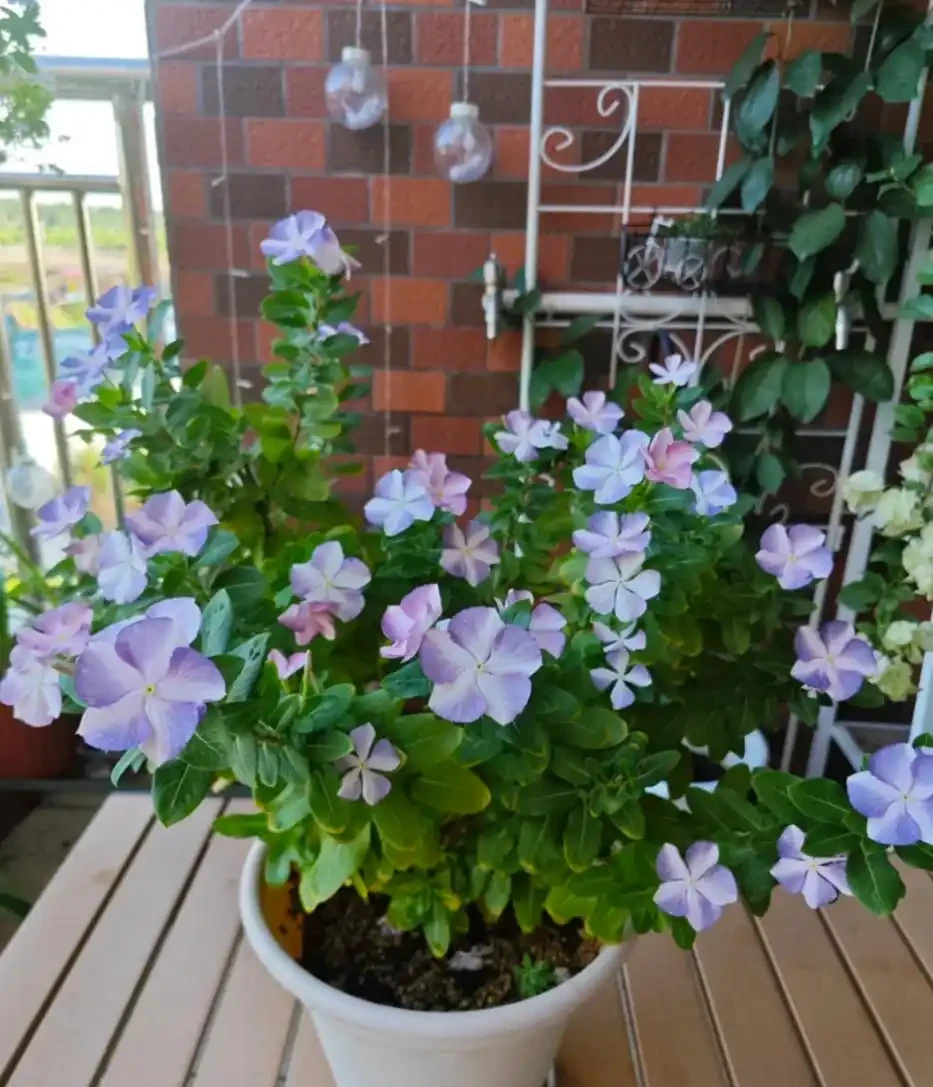 適合新手養的8種花,好看又好養,天天有花看!