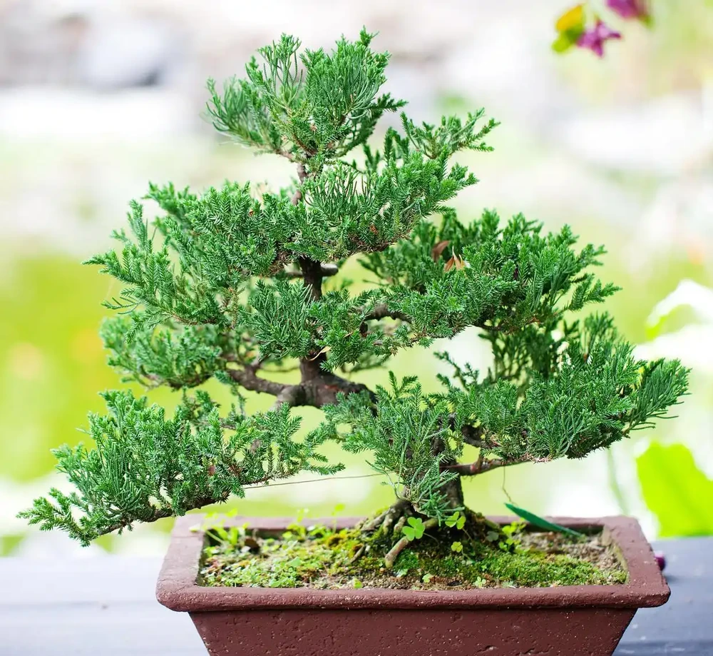 黃楊盆景葉子乾枯?3招救活它,再晚就來不及了!