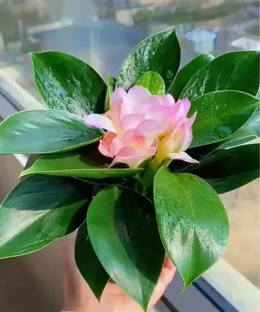 金鑽開花嗎?養了N年金鑽,居然不知道它能不能開花?