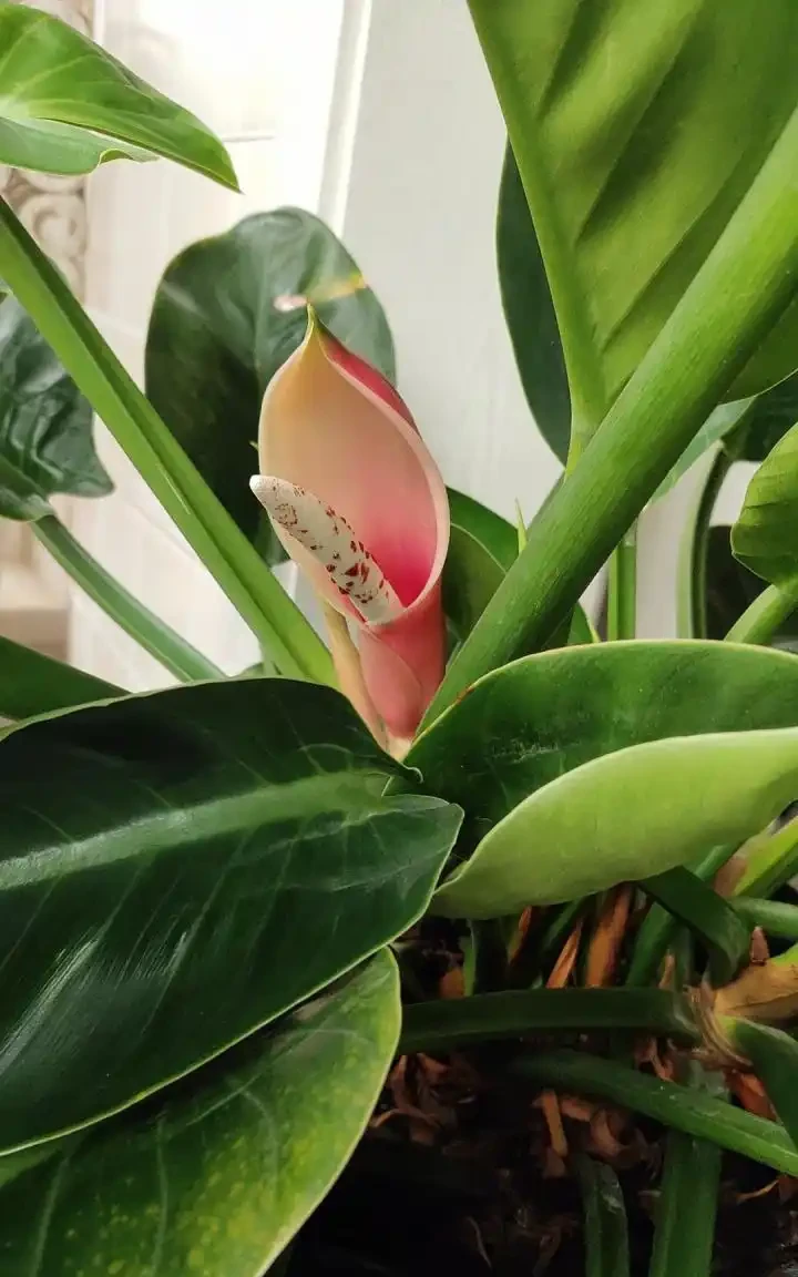 金鑽開花嗎?養了N年金鑽,居然不知道它能不能開花?