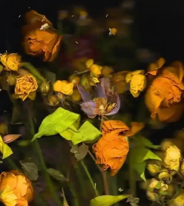 蘭花花蕾蔫了別慌,3招急救法,7天重開花