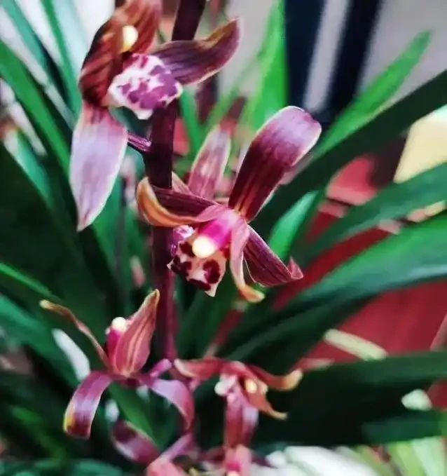 蘭花花蕾蔫了別慌,3招急救法,7天重開花
