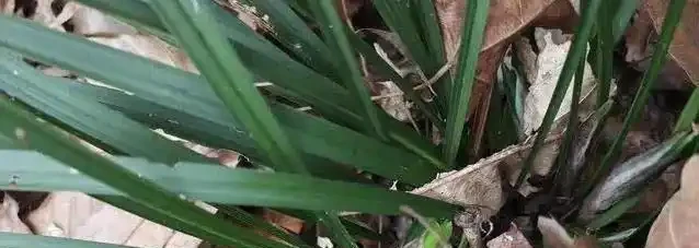 蘭花花蕾蔫了別慌,3招急救法,7天重開花