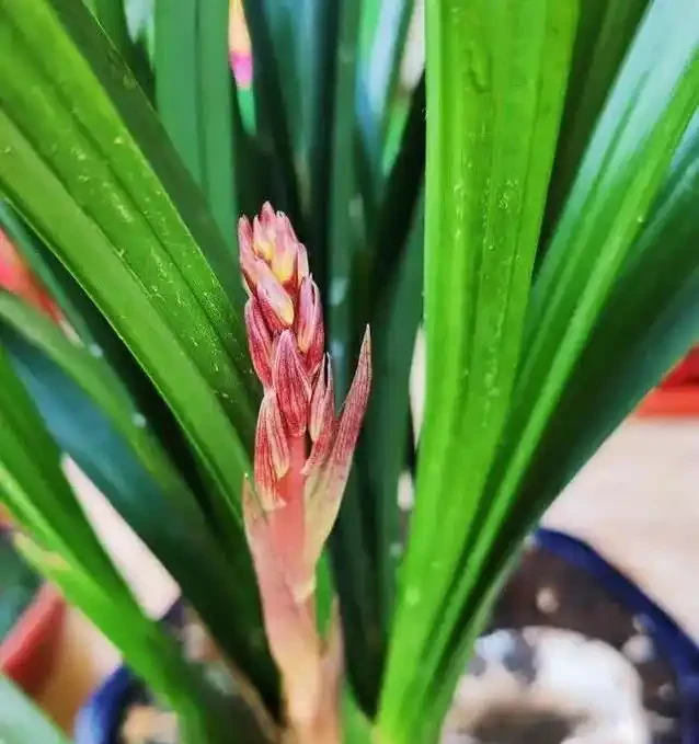 蘭花花蕾蔫了別慌,3招急救法,7天重開花