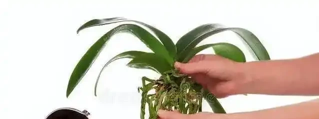 蘭花花蕾蔫了別慌,3招急救法,7天重開花