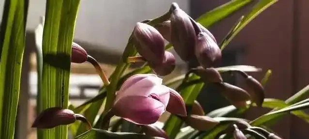 蘭花花蕾蔫了別慌,3招急救法,7天重開花