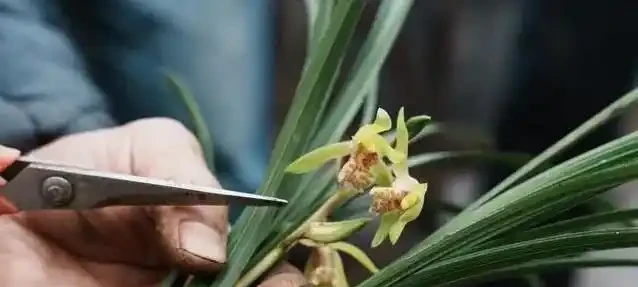 蘭花花蕾蔫了別慌,3招急救法,7天重開花