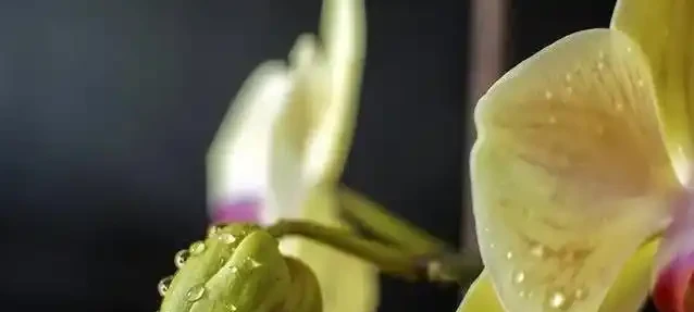 蘭花花蕾蔫了別慌,3招急救法,7天重開花