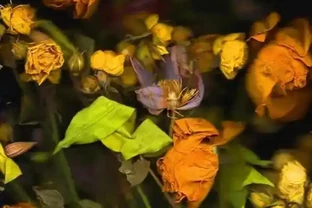 蘭花花蕾蔫了別慌，3招急救法，7天重開花