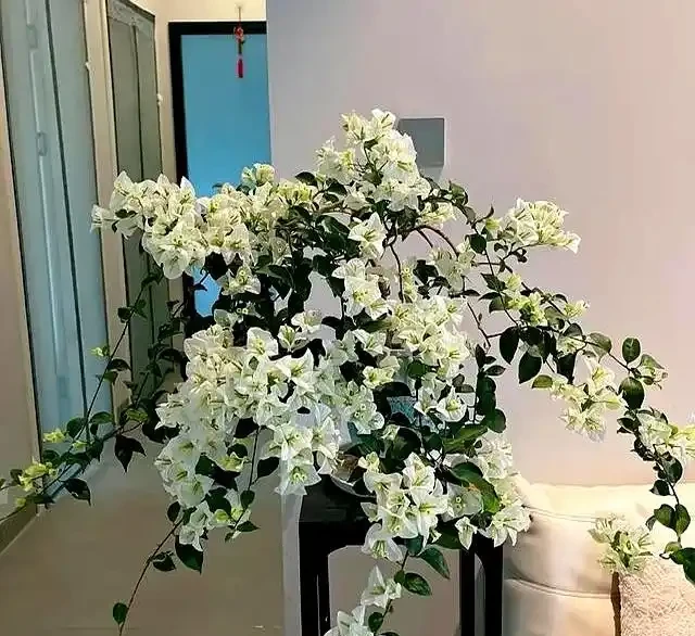 家裡有陽臺就養九重葛吧,四季開花不斷,太美了