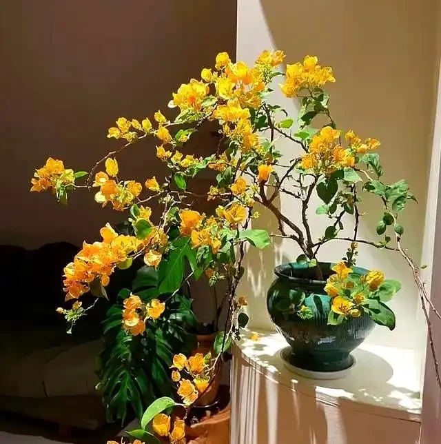 家裡有陽臺就養九重葛吧,四季開花不斷,太美了