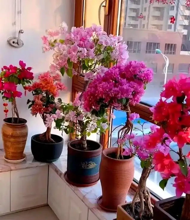 家裡有陽臺就養九重葛吧,四季開花不斷,太美了