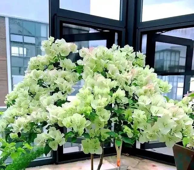 家裡有陽臺就養九重葛吧,四季開花不斷,太美了