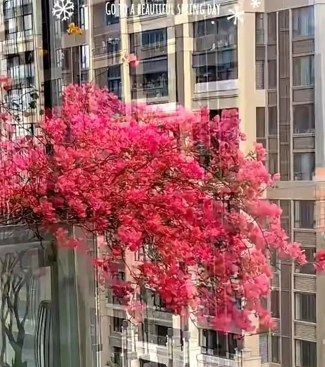家裡有陽臺就養九重葛吧,四季開花不斷,太美了