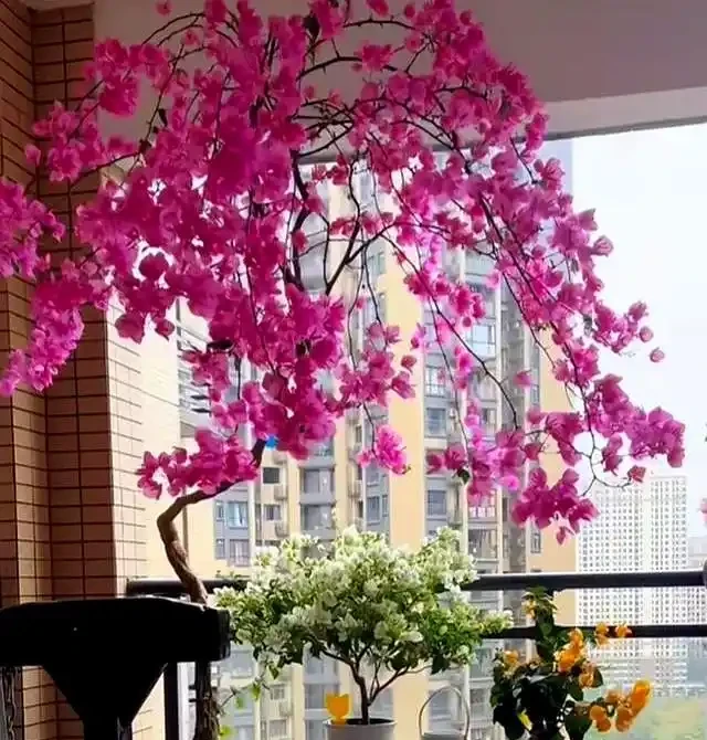 家裡有陽臺就養九重葛吧,四季開花不斷,太美了