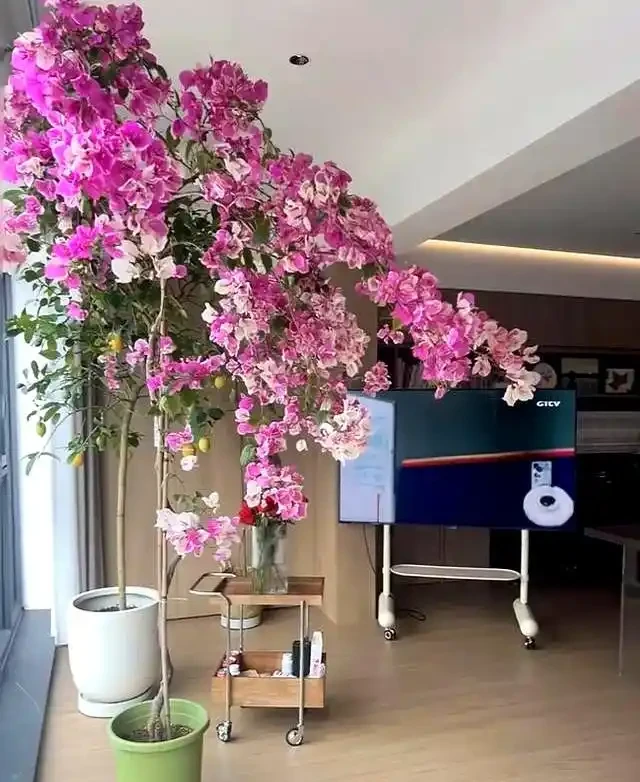 家裡有陽臺就養九重葛吧,四季開花不斷,太美了