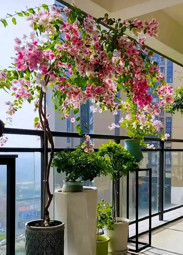 家裡有陽臺就養九重葛吧,四季開花不斷,太美了