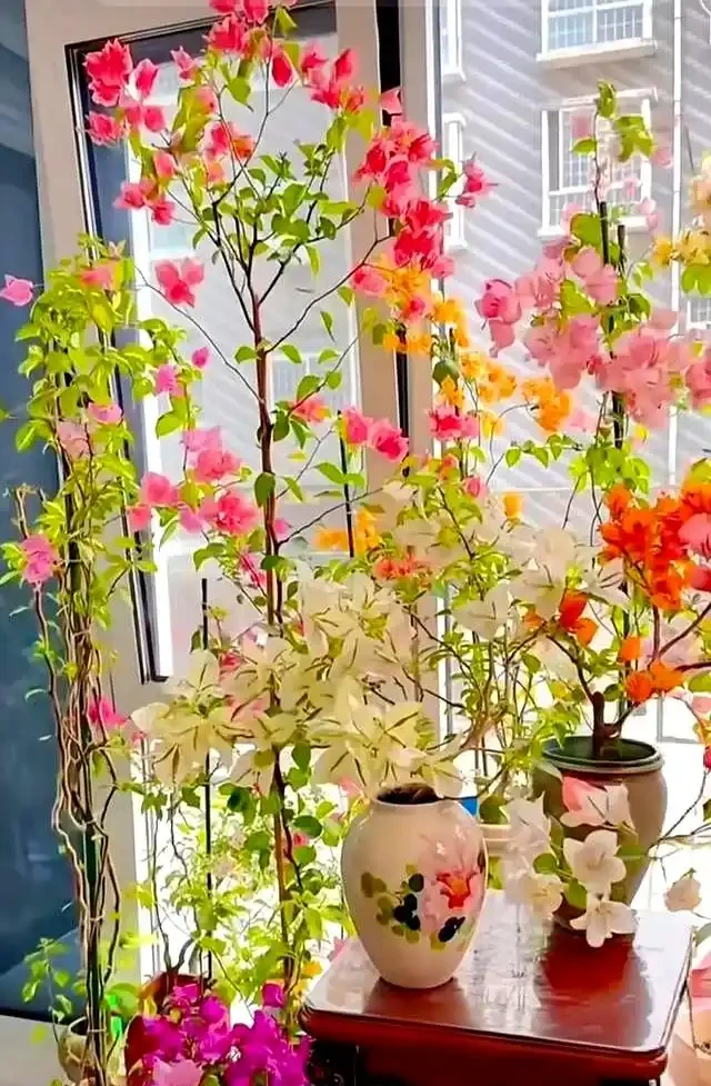 家裡有陽臺就養九重葛吧,四季開花不斷,太美了
