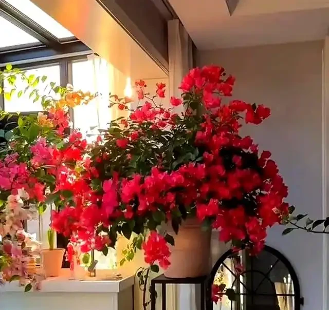 家裡有陽臺就養九重葛吧,四季開花不斷,太美了