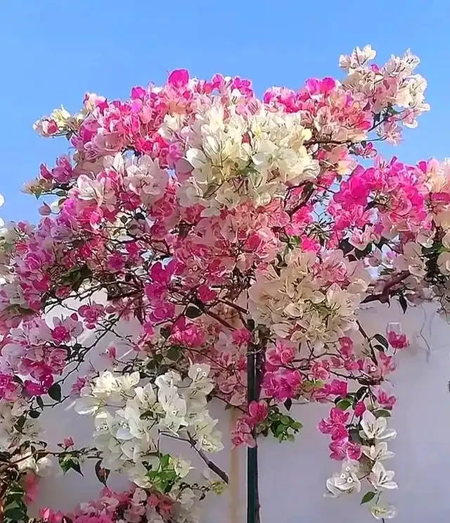 家裡有陽臺就養九重葛吧,四季開花不斷,太美了