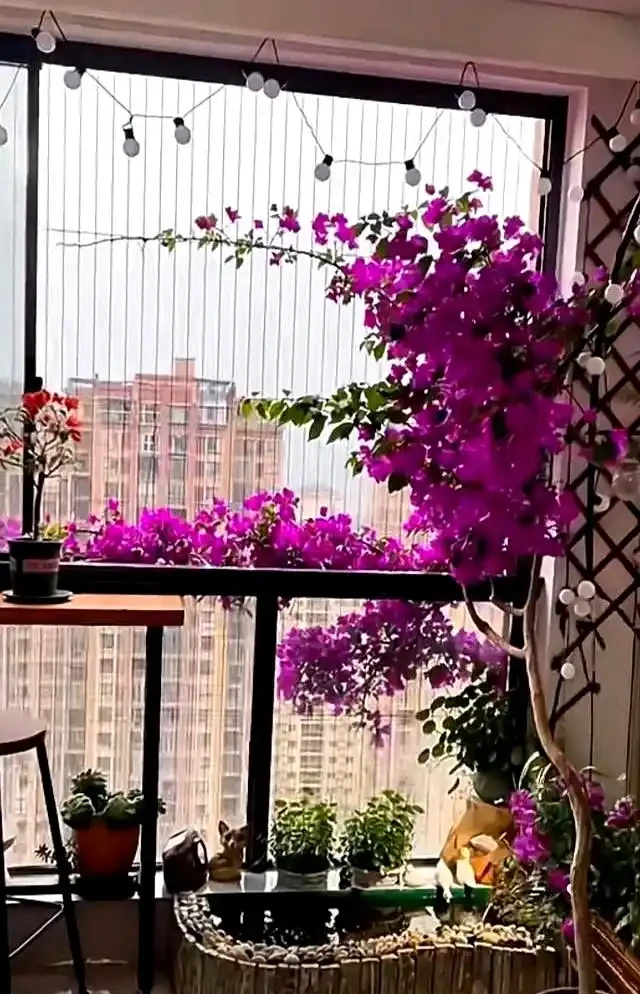 家裡有陽臺就養九重葛吧,四季開花不斷,太美了