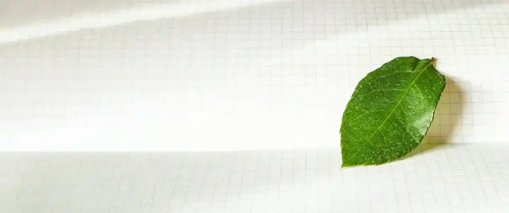 玫瑰葉子發黃枯萎是什麼原因
