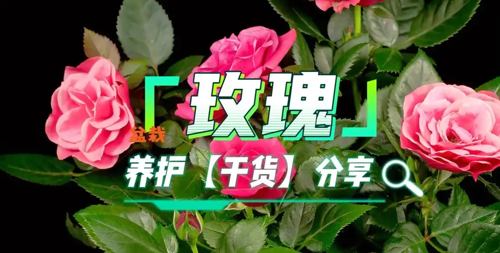 玫瑰怎麼養?玫瑰養護全指南:新手也能養出優雅花姿