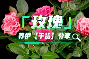 玫瑰怎麼養？玫瑰養護全指南：新手也能養出優雅花姿