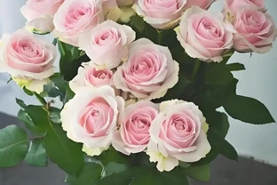 盆栽玫瑰施肥指南：這樣餵養分，花量多多不燒根！