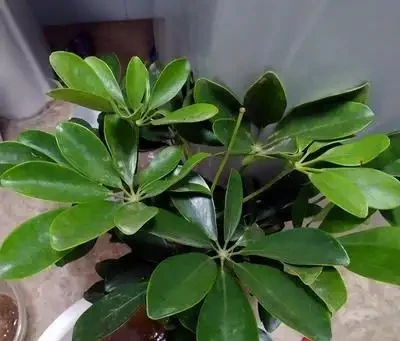 鵝掌藤的養殖方法與注意事項