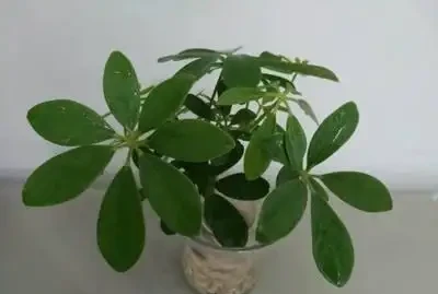 鵝掌藤的養殖方法與注意事項