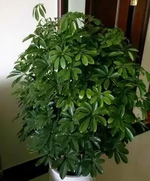 鵝掌藤的養殖方法與注意事項