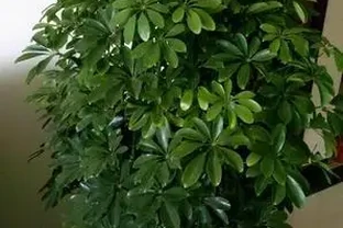 鵝掌藤的養殖方法與注意事項